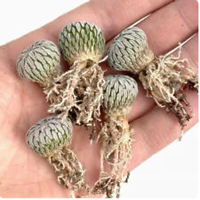 Pianta succulenta cactus usato  Spedire a Italy