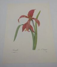 Redoute beautiful amaryllis for sale  Anadarko