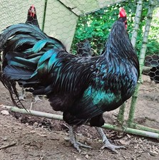 Australorp eggs black for sale  KIDWELLY