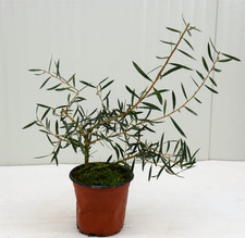 Pianta callistemon vaso usato  Terlizzi