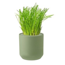 organic chives grow kit for sale organic chives grow kit for sale Brentwood