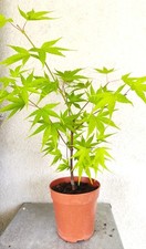 Erable japon acer usato  Spedire a Italy