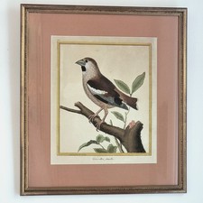 Buffon martinet gravure d'occasion  Grasse