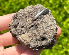 Usado, Raro fóssil dente de mosassauro em matriz formação El Koubbat Marrocos dente de dinossauro comprar usado  Enviando para Brazil