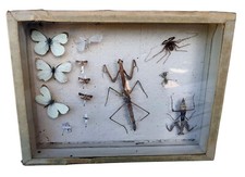 Scatola collezione insetti usato  Mondovi