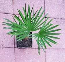 Gallon trachycarpus wagnerianu for sale  Lincolnton