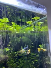 Amazon frogbit tropical for sale  BRIGHTON