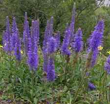 Veronica grandis tall for sale  TELFORD