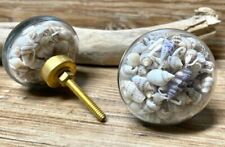 Live seashell filled for sale  Wellsboro
