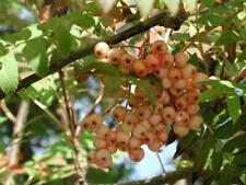 Sorbus apricot queen for sale  KING'S LYNN
