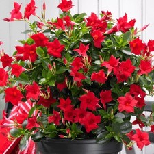 Mandevilla red exotic for sale  SOUTHAMPTON