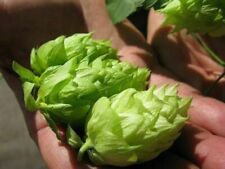 German magnum hops for sale  Saint Michaels