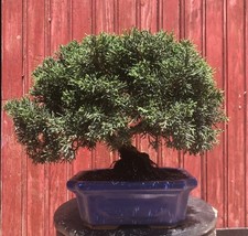 Bonsaï juniperus chinensis d'occasion  Cuges-les-Pins