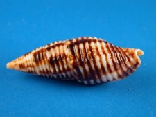 Mitra ferruginea great for sale  Kapolei