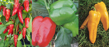 Pepper mixed pack for sale  PRESTON