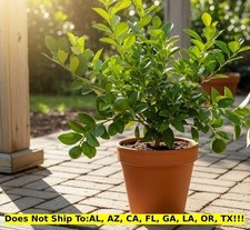 Key lime bush for sale  Fort Mill