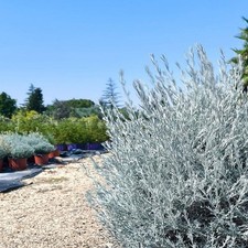 Pianta eremophila nivea usato  Terlizzi