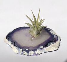 Air plant crystal for sale  Bonita