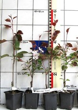Malus hybr rudolph gebraucht kaufen  Bad Bergzabern