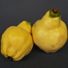 Portugiesische birnenquitte gr gebraucht kaufen  Quakenbrück