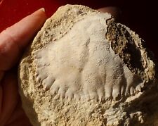 Grand crabe fossile d'occasion  Cuxac-d'Aude