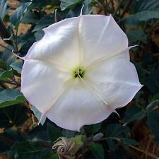 Datura wrightii 10 d'occasion  Expédié en Belgium