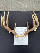 Wild 145 whitetail for sale  Covington