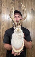 jackalope for sale jackalope for sale Port Matilda