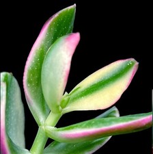 Variegated money plant for sale  LEIGH