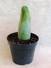 Bridgesii melted wax usato  Spilamberto