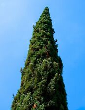 Cupressus sempervirens altezza usato  Napoli