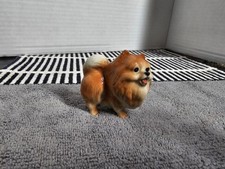 Pomeranian dog glossy for sale  Bakersfield