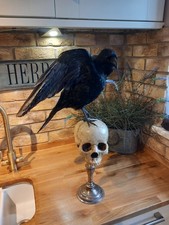 Taxidermy carrion crow for sale  HARTLEPOOL