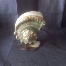 Ancien grand coquillage d'occasion  Nice-