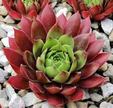 Sempervivum thor love gebraucht kaufen  Selters