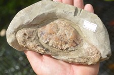 Amazing fossil crab for sale  UK