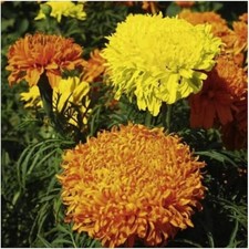 African marigold fantastic for sale  SPALDING