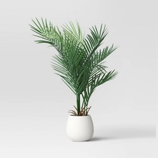 palm plant large for sale palm plant large for sale USA