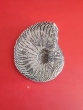 ammonite deroulee d'occasion ammonite deroulee d'occasion Gournay-en-Bray