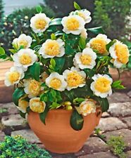 Camellia brushfield yellow for sale  NORTHWICH