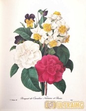 Pierre joseph redouté usato  Nocera Inferiore
