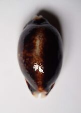 Cypraea eglantina niger d'occasion  Gazeran