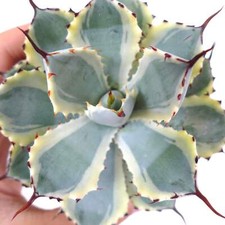 Agave potatorum desert usato  Italia