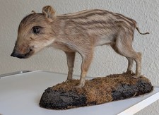 Ausgestopfter frischling wilds gebraucht kaufen  Albisheim, Zellertal, Rüssingen