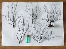 Sea fan x for sale  WEYMOUTH