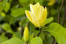 Magnolia sunsation magnolie gebraucht kaufen  Westerstede