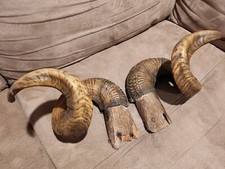Bighorn ram sheep for sale  Cuyahoga Falls
