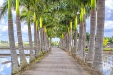 Florida royal palm for sale  Massillon