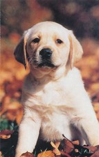 Golden retriever puppy for sale  Victor