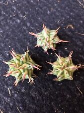 Euphorbia meloformis variegate for sale  FAKENHAM